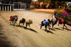 Tuyệt Chiêu Cách Chơi Game Nhanh Đua Chó Tại Vui123 Lãi Tiền Tỷ