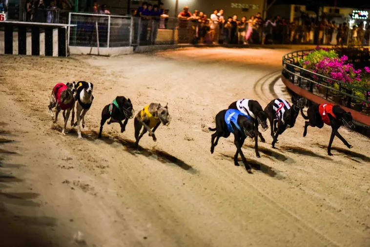 Tuyệt Chiêu Cách Chơi Game Nhanh Đua Chó Tại Vui123 Lãi Tiền Tỷ