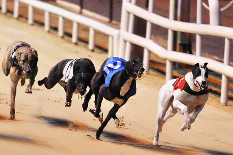 Tuyệt Chiêu Cách Chơi Game Nhanh Đua Chó Tại Vui123 Lãi Tiền Tỷ